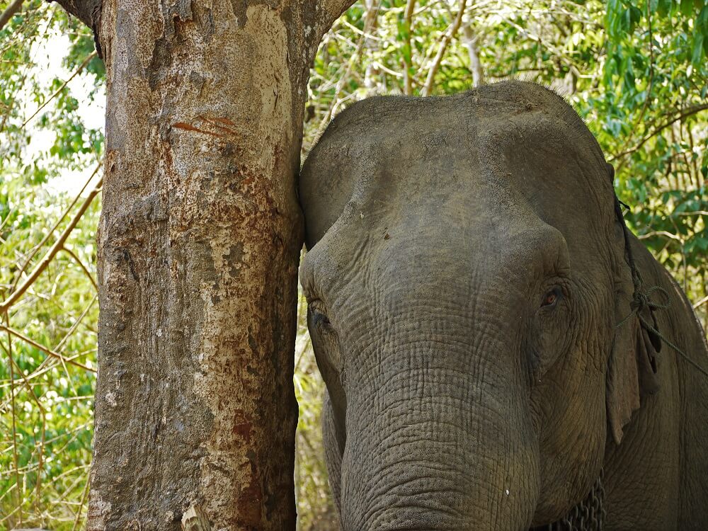 【タイ】野生ゾウの保護プログラム