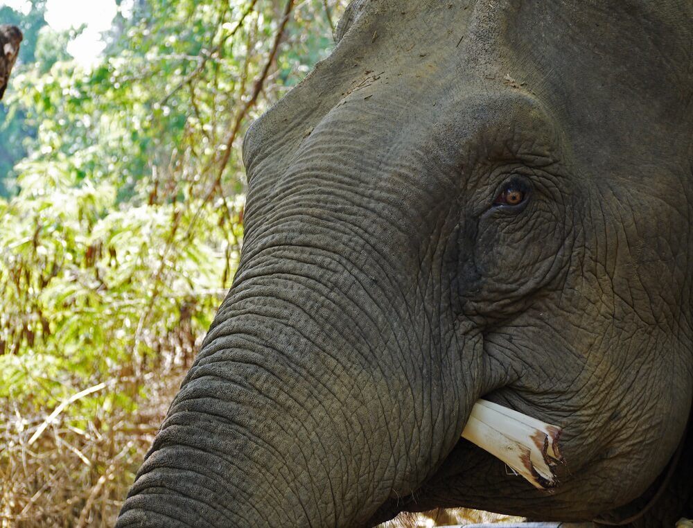 【タイ】野生ゾウの保護プログラム