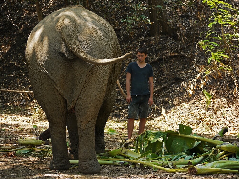 【タイ】野生ゾウの保護プログラム