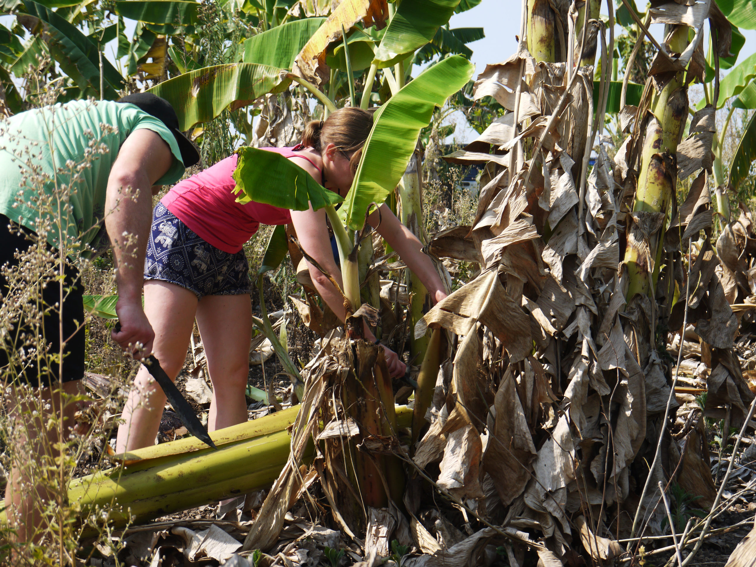 【タイ-チェンマイ】チェンマイの冒険スケジュール画像